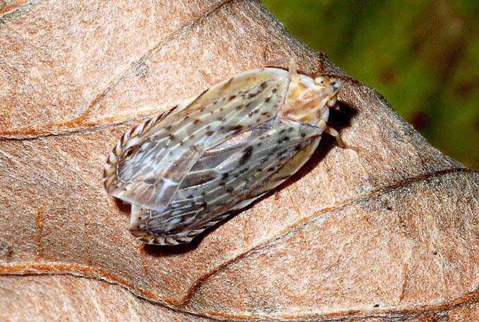 Heterottero? No....Achilidae; Cixidia sp.